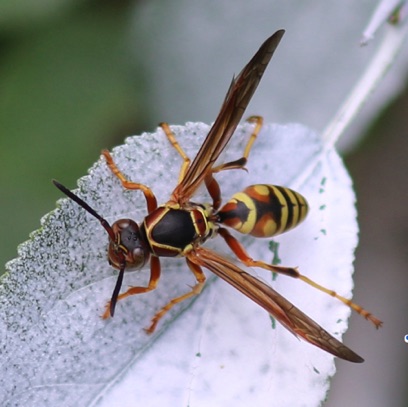 Northern Paper Wasp
Fuscatus
Native Paper Wasp Northern Paper Wasp
Fuscatus
Native Paper Wasp